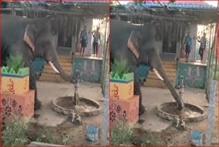 Viral Video: An elephant drank water from a hand pump