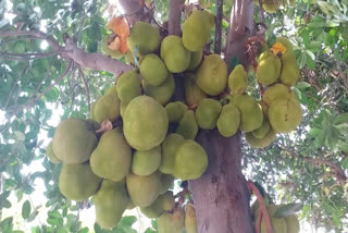 Jackfruit