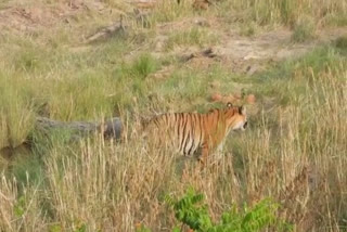 Injured tiger died in Corbett Park