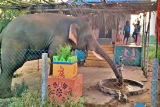 Viral Video of an elephant drank water