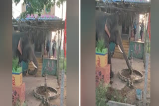 ANDHRA PRADESH ELEPHANT DRANK WATER FROM HAND PUMP VIRAL VIDEO