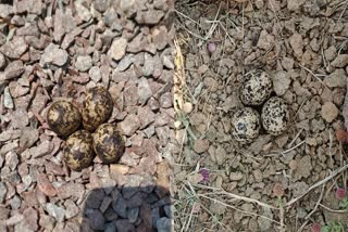 tithri bird laid eggs in chhatarpur
