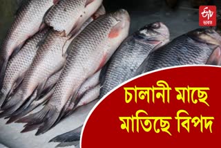 Formalin in Fish