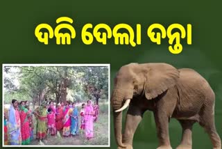 elephant attack in angul