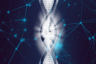 Comparative genomics helps researchers understand human genome better