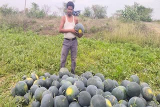 Cultivating Watermelon in Ramanujgan