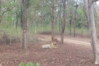 Katni tiger resting on Khitauli road people thrilled