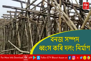 Construction of bridge by destroying forest resources in Lakhimpur