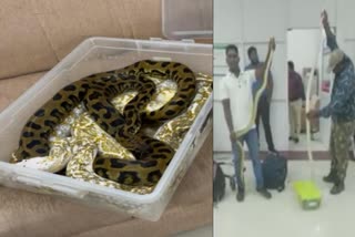 snake smuggler arrested in chennai