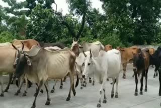protection of cattle in uttarakhand