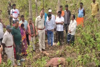 wild elephant killed old man