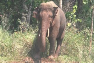 Arikomban in Periyar Tiger Reserve  Arikomban shifted to Periyar Tiger Reserve  Periyar Tiger Reserve  അരിക്കൊമ്പന്‍  പെരിയാർ ടൈഗർ റിസർവ്  പെരിയാർ  അരിക്കൊമ്പന്‍റെ ആവാസ കേന്ദ്രം