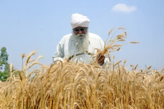 105 lakh metric tons wheat procured in Punjab