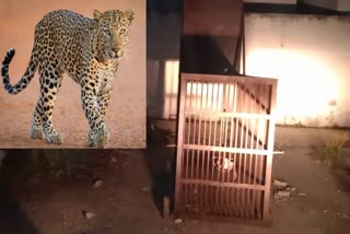 panther movement in Jaipur resort
