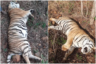 Melghat Tiger Died