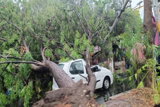 tree fell on moving car during rain in bhopal