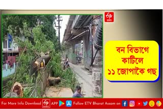 Cutting trees at Guwahati