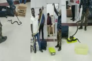 22-snakes-1-chameleon-found-in-womans-luggage-at-chennai-airport-watch