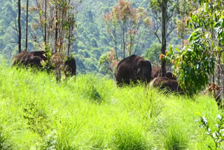 herd of wild elephants on the cement palam  cement palam chinnakkanal idukki  herd of wild elephants on the chinnakkanal  കാട്ടാനക്കൂട്ടം  കാട്ടാനക്കൂട്ടം അരിക്കൊമ്പൻ  അരിക്കൊമ്പൻ  Arikkomban  അരിക്കൊമ്പനെ പിടികൂടിയ സ്ഥലത്ത് കാട്ടാനക്കൂട്ടം  സിമന്‍റ് പാലം കാട്ടാന