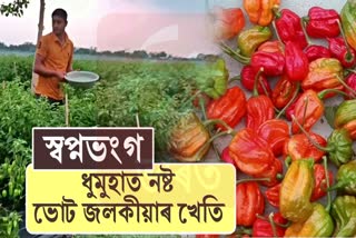 Bhut jolokia crops damaged