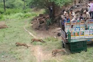 Panthers released in Jaisamand Sanctuary