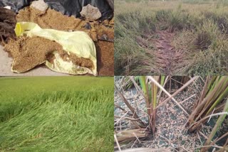 crop loss in telangana due to heavy rains