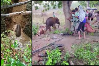 Baby Elephant Rescued From Well