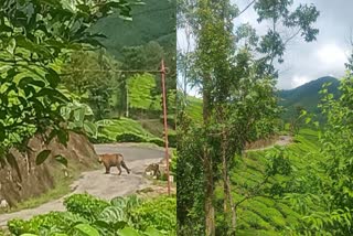 Tiger in residential area in Munnar in Idukki  ഇടുക്കിയെ വിറപ്പിച്ച് കടുവ  കാട്ടാന  ജനവാസ മേഖല  ജനവാസ മേഖലയില്‍ കടുവ സാന്നിധ്യം  കല്ലാര്‍ എസ്‌റ്റേറ്റ്  കാട്ടാന ശല്യം  കാട്ടാന ശല്യം രൂക്ഷം  കടുവ ഭീതി  ഇടുക്കി വാര്‍ത്തകള്‍  ഇടുക്കി ജില്ല വാര്‍ത്തകള്‍  ഇടുക്കി പുതിയ വാര്‍ത്തകള്‍  kerala news updates  latest news in kerala