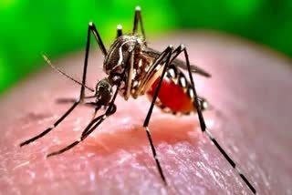 mosquito borne disease