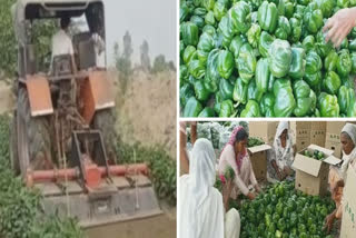Farmers of Mansa started sowing the crop in the fields due to not getting the rate of capsicum crop