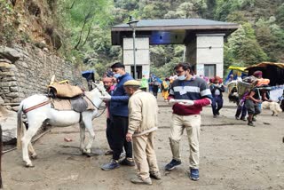 Kedarnath horse and mule