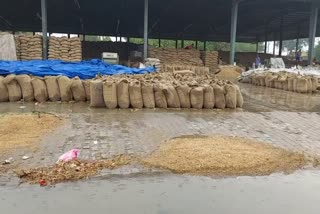 Wheat soaked by rain in Rohtak grain market