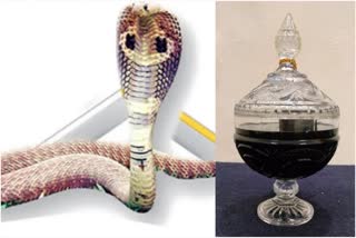 snake-venom-smuggling-at-india-bangladesh-border-bsf-recovered-snake-venom-worth-rs-13-crore