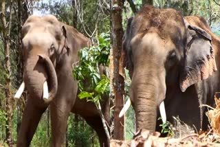 kumki elephants ready to return from idukki  arikkomban mission kumki elephants ready to return  arikkomban mission kumki elephants  ഇടുക്കിയില്‍ നിന്നും മടങ്ങാനൊരുങ്ങി കുങ്കിയാനകള്‍