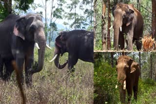 arikkomban mission kumki elephants return  arikkomban mission  arikkomban mission kumki elephants  arikkomban  kerala kumki elephants  കുങ്കിയാനകൾ  കുങ്കിയാന  അരിക്കൊമ്പൻ ദൗത്യം കുങ്കിയാനകൾ  അരിക്കൊമ്പൻ ദൗത്യം  കുങ്കിയാനകൾ ചിന്നക്കനാൽ  കോന്നി സുരേന്ദ്രൻ  കുഞ്ചു  സൂര്യൻ  വിക്രം