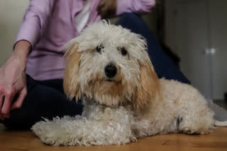 Dogs stoned after consuming discarded joints