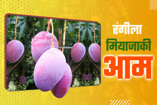 mijayki mangoes in jabalpur