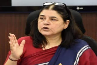 BJP MP Maneka Gandhi fell in mud in Sultanpur, video viral