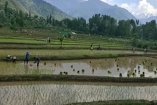 Paddy cultivation file pic