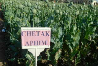Chetak will raise hopes of opium cultivators