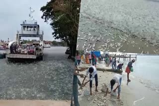 Flood of Sardine Fishes