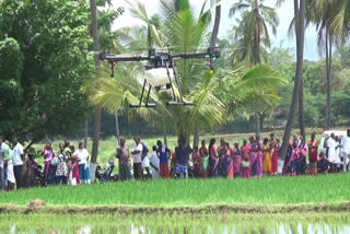 In Erode agriculture department to the farmers introduced the method of spraying fertilizers to crops by drone
