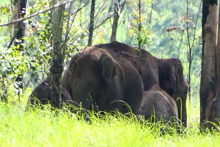 Mottavalan and Chakka Komban  Wild Elephants Mottavalan and Chakka Komban  Chinnakanal  അരിക്കൊമ്പനെ കാടുമാറ്റി  ചക്കക്കൊമ്പനും മൊട്ടവാലനും  ചിന്നക്കനാല്‍  കാട്ടാന പ്രശ്‌നങ്ങള്‍ പഠിക്കാന്‍ വിദഗ്‌ധ സമിതി  വനംവകുപ്പ് വാച്ചര്‍ ശക്തിവേല്‍  വനംവകുപ്പ്  റേഡിയോ കോളര്‍  ആനയിറങ്കല്‍