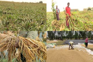 crops loss in telangana