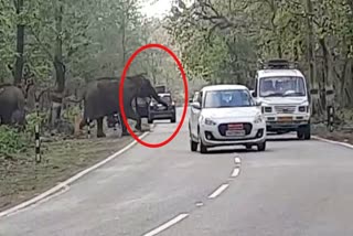 Elephant Blocked Rishikesh Dehradun Highway