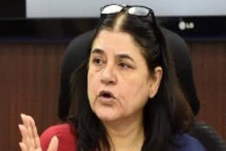 Sultanpur MP Maneka Gandhi