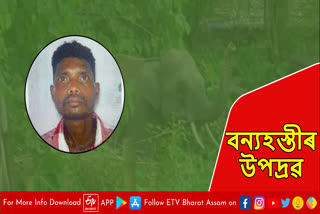 Elephant attacked man in Nagaon