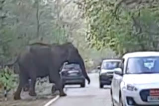 Elephant brings non-stop traffic to screeching halt