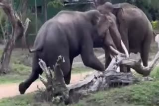 elephants fight in bandipur forest