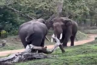 Two ivory elephants fight like the earth shakes